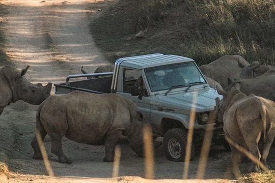 Thabo - Das Nashorn-Abenteuer - Szenenbild 7