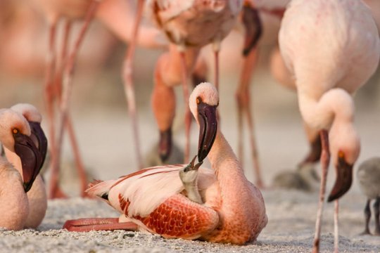 Das Geheimnis der Flamingos - Szenenbild 9