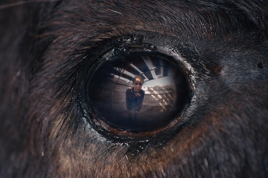 Animale - Szenenbild 2