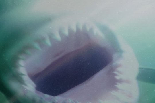 Shark Waters - Szenenbild 1