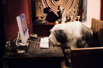 Jetzt wie 'Shaggy Dog' (2006) online DVDs aussuchen!