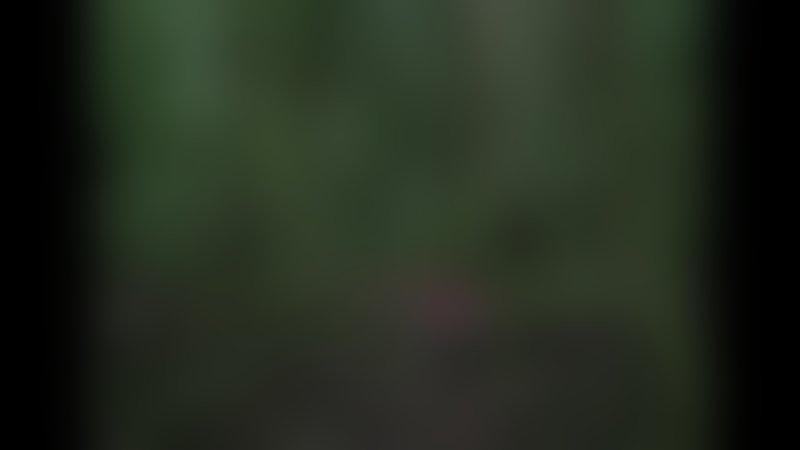 The Nightingale - Trailer - Deutsch - SD