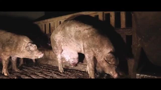 Food for Profit - Trailer - Englisch - SD
