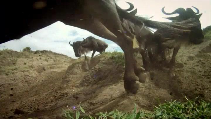 Wunder der Serengeti - Trailer - Deutsch - SD