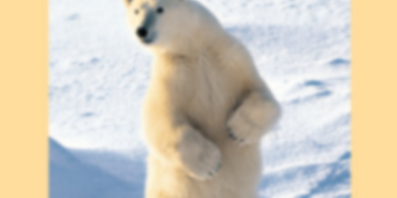 Raubtiere - Eisbären