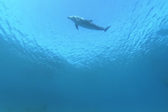 Dolphins in the Deep Blue Ocean - Szenenbild 1