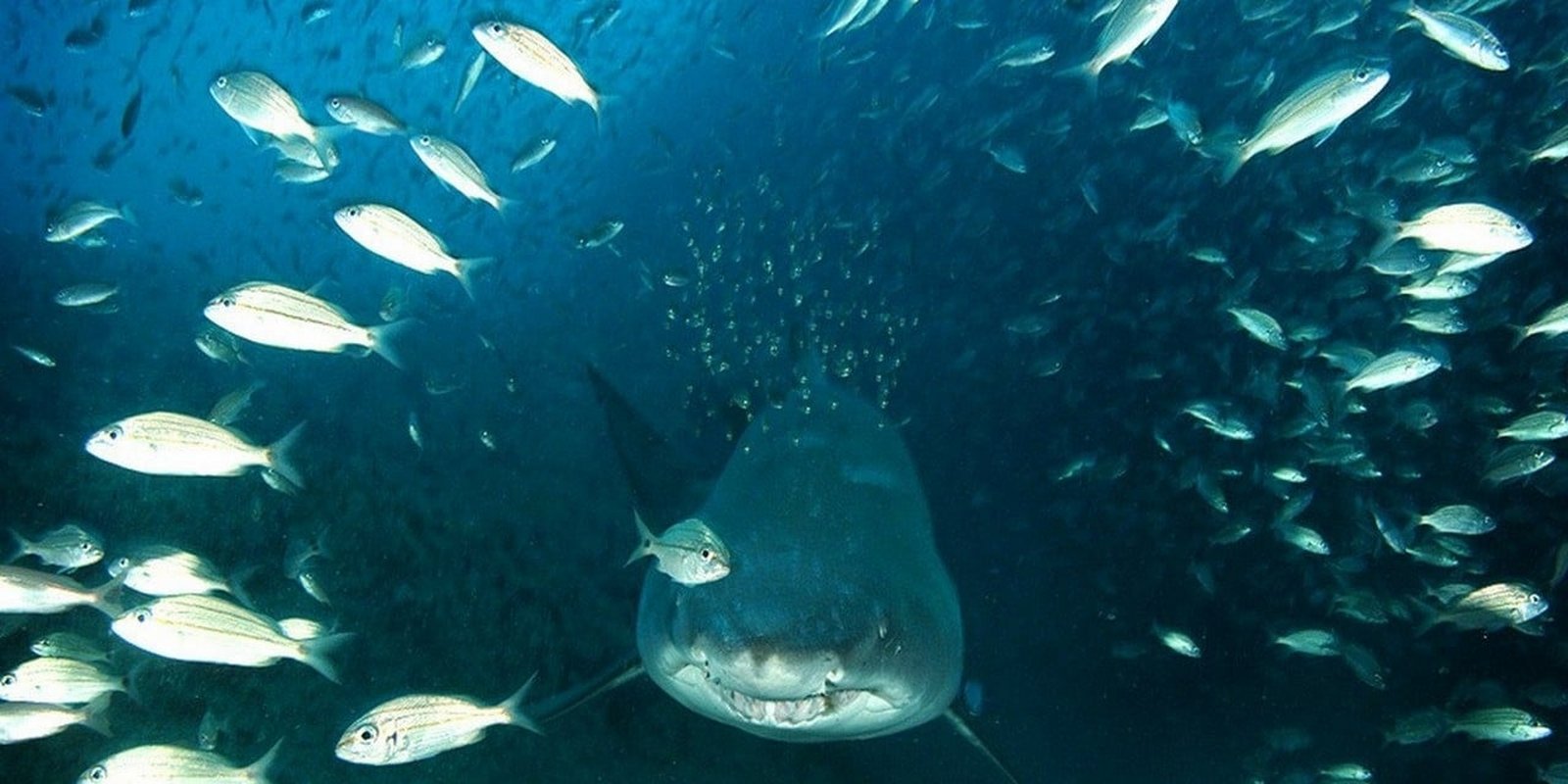IMAX - Deep Sea