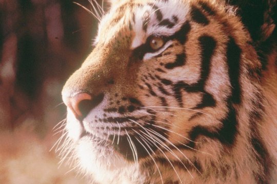 Wunderwelt der Tiere - Tiger - Szenenbild 2