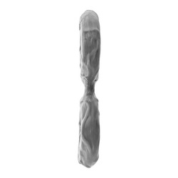 Double C-Ring Modell D - Small, 1,8 cm