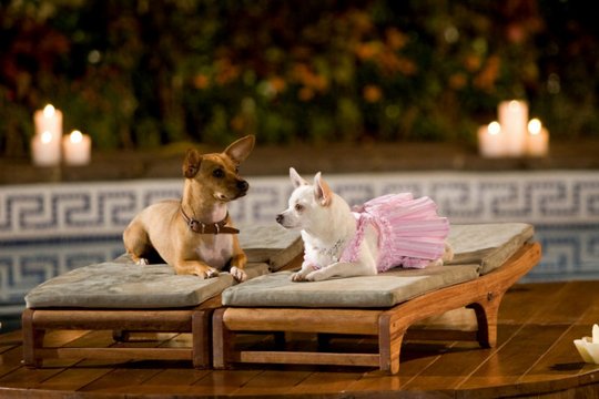 Beverly Hills Chihuahua - Szenenbild 4