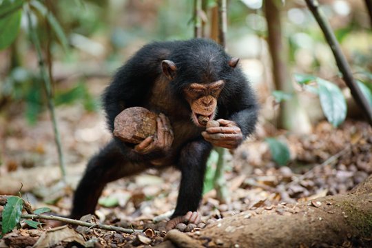 Schimpansen - Szenenbild 2