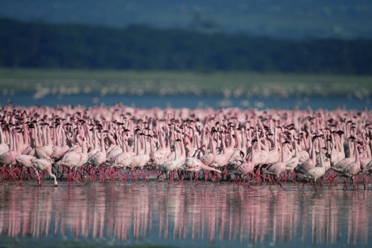 Das Geheimnis der Flamingos - Szenenbild 3