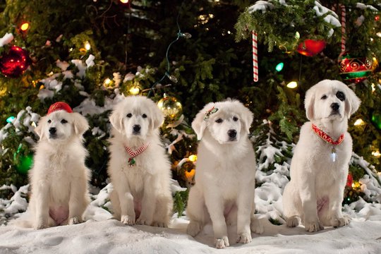 Santa Pfote 2 - Die Weihnachts-Welpen - Szenenbild 1