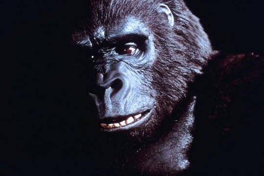 King Kong - Szenenbild 3
