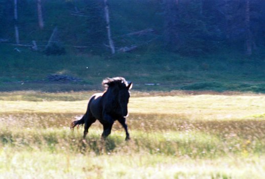 Das Geheimnis Des Wilden Mustangs Das Geheimnis Des Wilden Mustangs