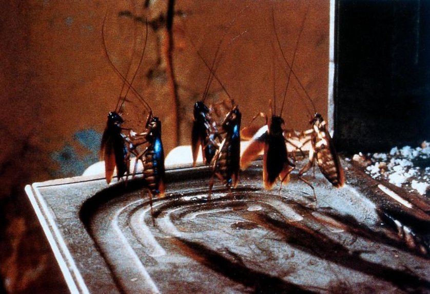 Joe's Apartment DVD, Bluray oder VoD leihen VIDEOBUSTER.de