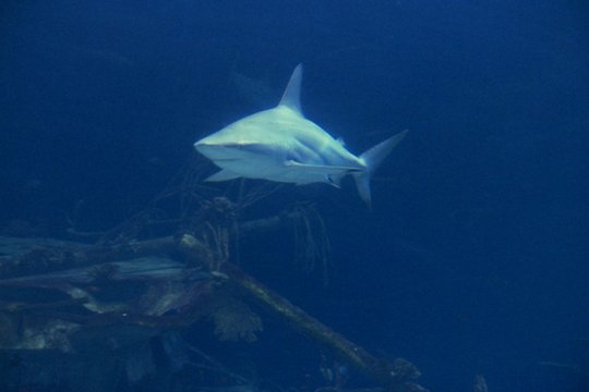 Hai-Aquarium - Szenenbild 3