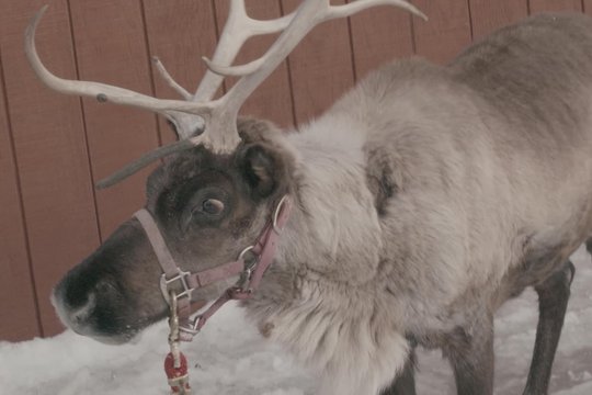 Ein Amor zu Weihnachten - Szenenbild 4