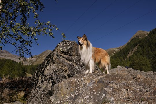 Lassie 2 - Ein neues Abenteuer - Szenenbild 25