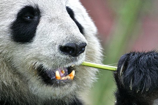 Der große Panda - Szenenbild 4