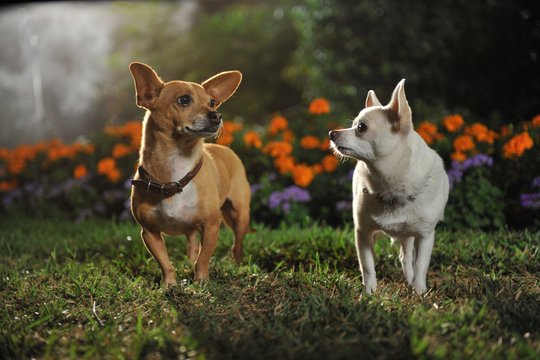 Beverly Hills Chihuahua 3 - Szenenbild 5