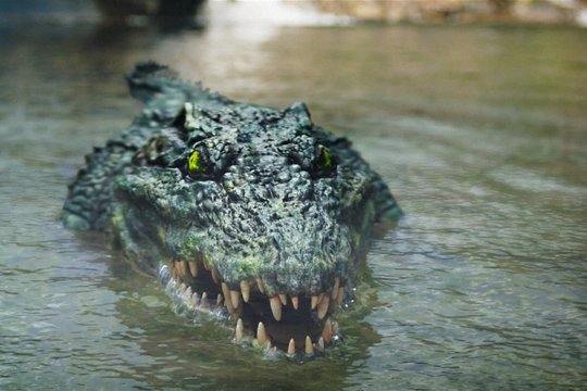 Crocodile Island - Szenenbild 8