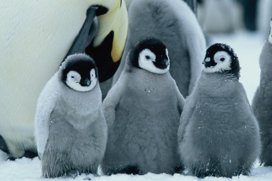 Die Reise der Pinguine - Szenenbild 11