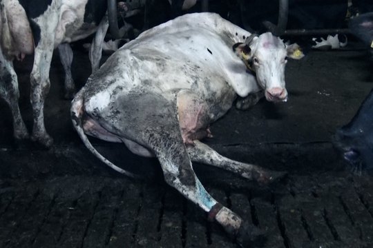 Food for Profit - Szenenbild 3