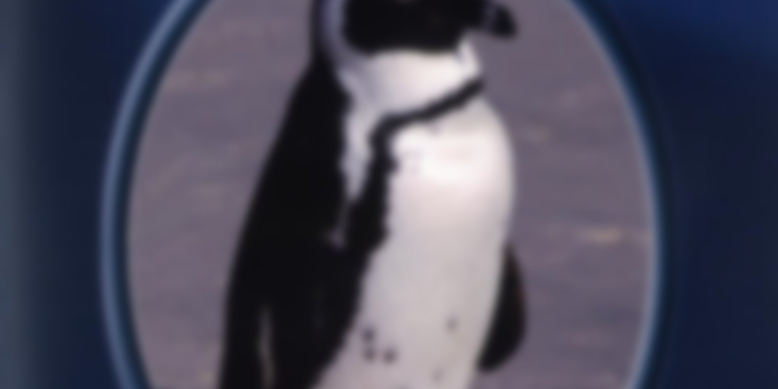 Faszinierende Tierwelten - Pinguine