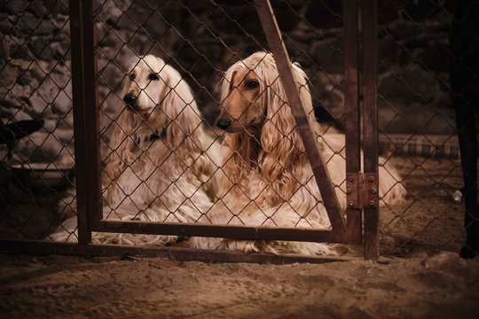 Lassie 2 - Ein neues Abenteuer - Szenenbild 34