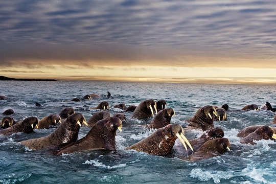 National Geographic - Das große Wunder der Tierwanderungen - Szenenbild 1