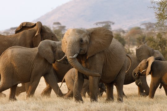 Serengeti - Szenenbild 18