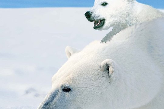 Das große Eisbär Abenteuer - Szenenbild 4