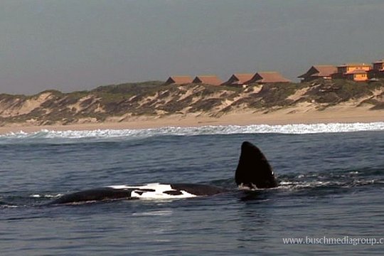 Die schönsten Naturreisen der Welt - Südafrika & Weiße Haie erleben - Szenenbild 1
