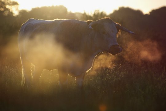 Wildes Land - Die Rückkehr der Natur - Szenenbild 3