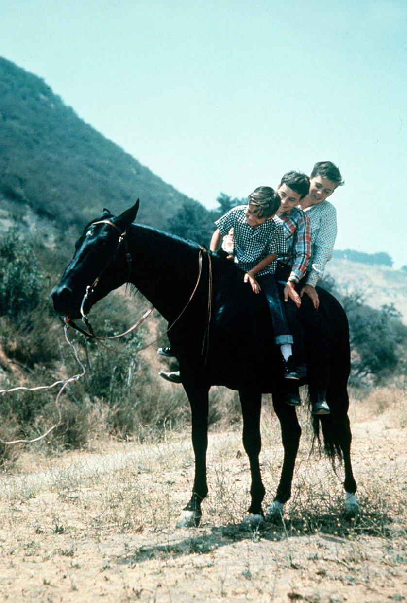 Fury Die Abenteuer eines Pferdes Pidax SerienKlassiker / Vol. 3 (DVD)