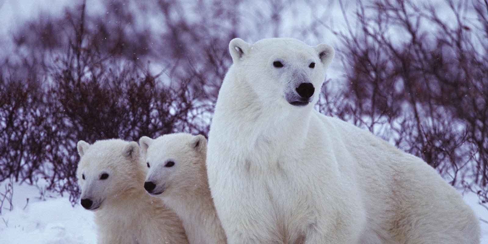 Jäger der Wildnis - Eisbären