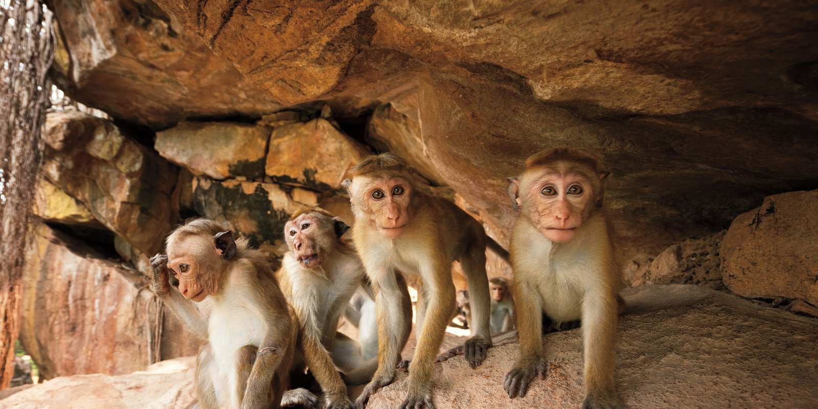 Monkey Kingdom - Im Reich der Affen