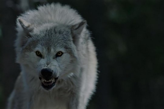 Out Come the Wolves - Szenenbild 8