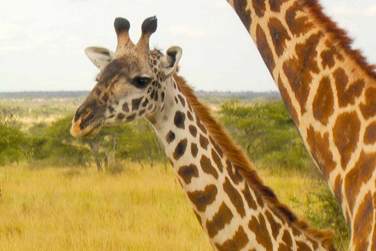 African Safari Adventure - Szenenbild 5