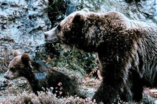 Der Bär - Szenenbild 3
