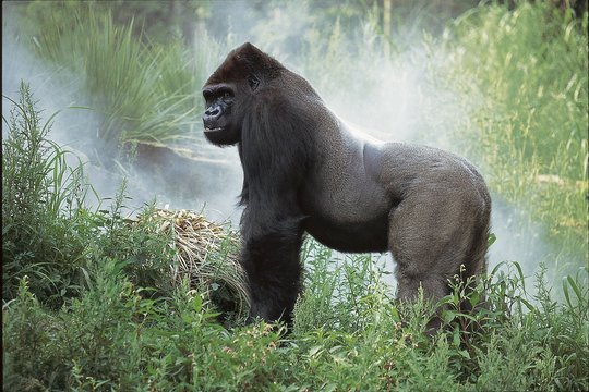Wildes Afrika - Die komplette Serie - Szenenbild 4
