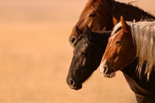 Free Spirit - Mustangs in Gefahr - Szenenbild 2