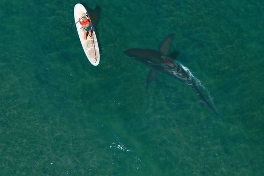 Shark Season - Angriff aus der Tiefe - Szenenbild 6