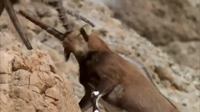 Wildes Arabien - Trailer - Deutsch - SD
