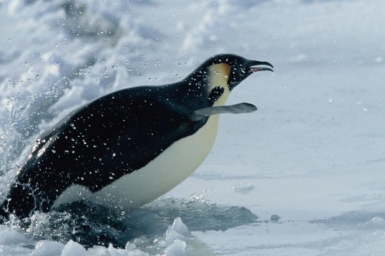 Die Reise der Pinguine - Szenenbild 13