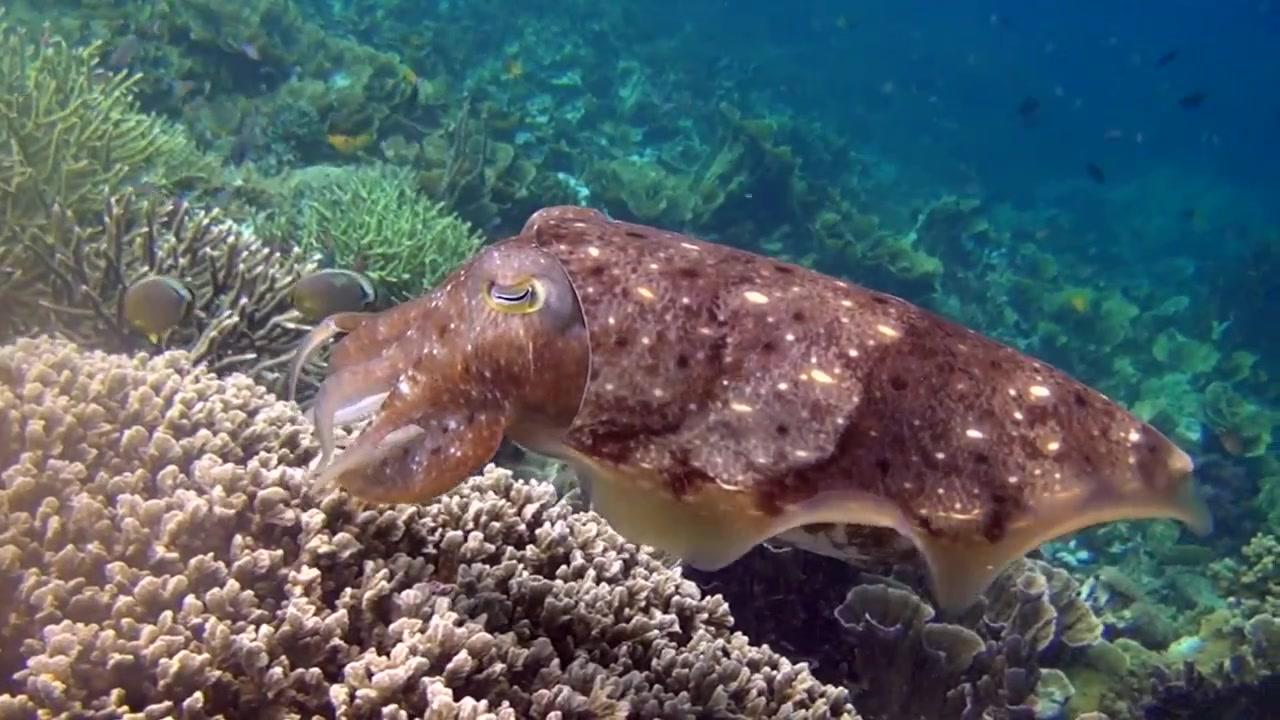 Papua - Trailer - Deutsch - HD