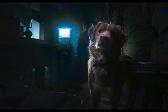 Good Boy - Szenenbild 2