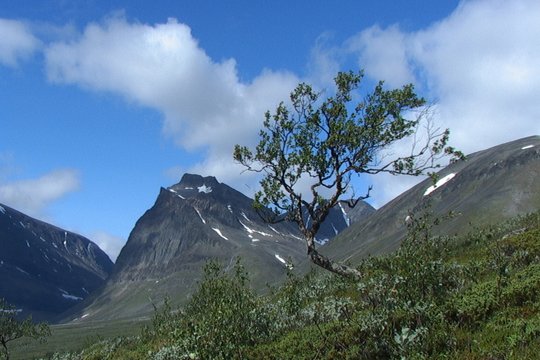 The Tree of Life - Auf den Spuren von Dag Hammarskjöld in Lappland - Szenenbild 1