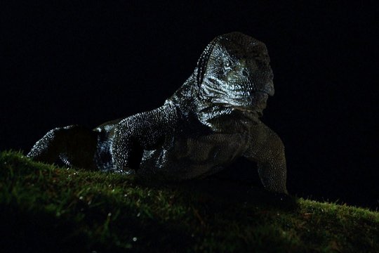 Komodo - Die Dracheninsel - Szenenbild 1